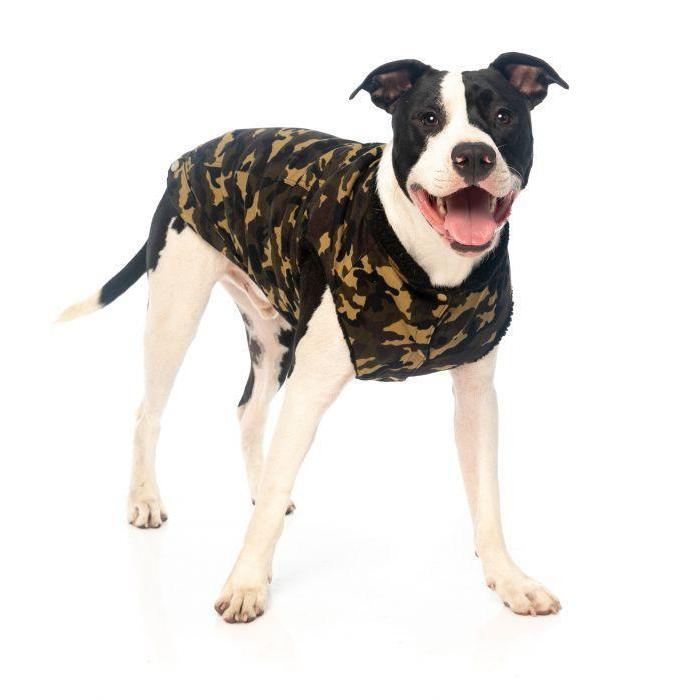 FuzzYard Dog Camo Jacket